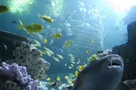 Sea Life München akvarium