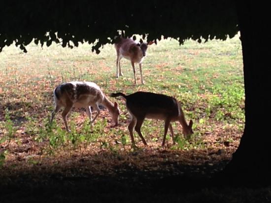 Lindenthaler Tier Park