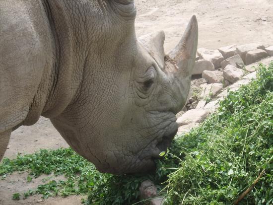 Lahore zoologiske hage