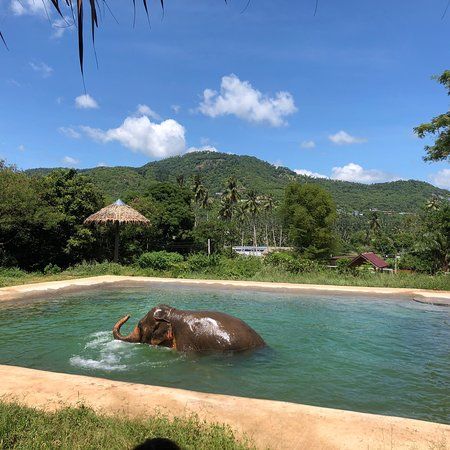 Samui Elephant Sanctuary
