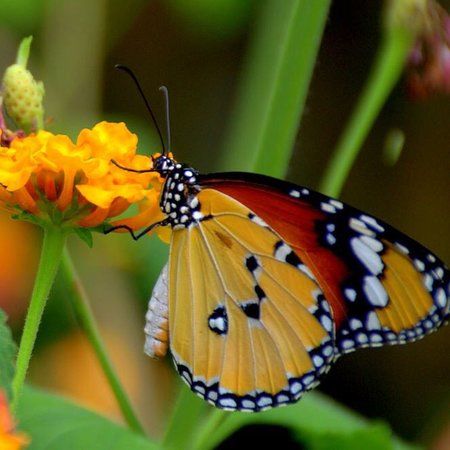 Alaris sommerfuglpark