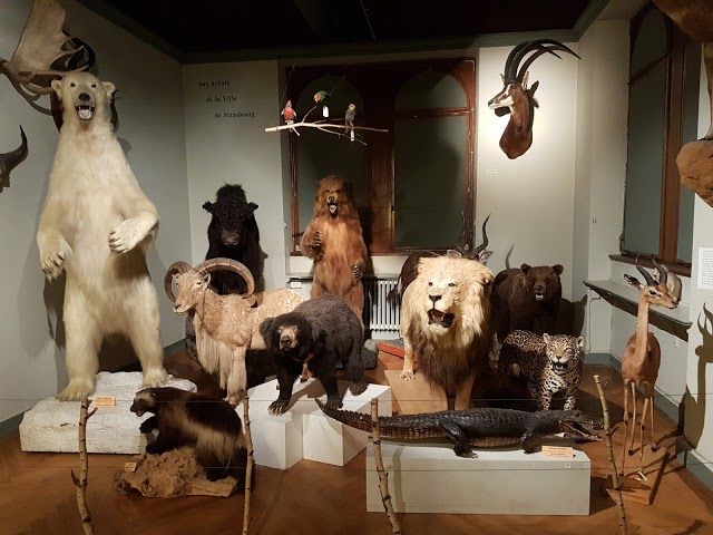 Strasbourg zoologiske museum