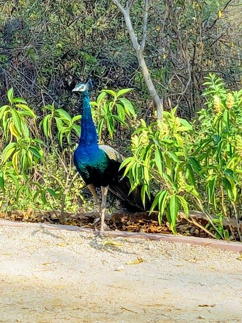 Kasu Brahmananda Reddy nasjonalpark