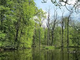 Leipzig Riverside Forest