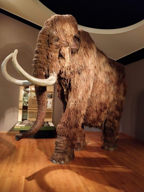 Basel naturhistoriske museum