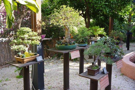 Bonsai-hage og -museum