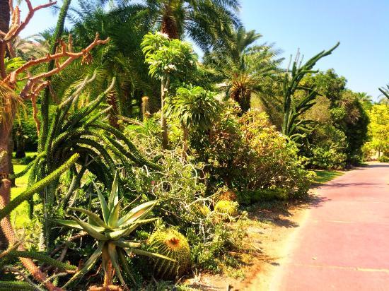 Kibbutz Ein Gedi botaniske hage