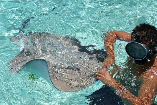 Leopard Rays-grøften