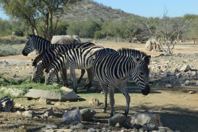 Ecological Center of Sonora
