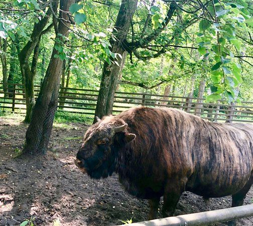 Rezerwat Pokazowy Zubrow