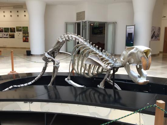 Ungarns naturhistoriske museum