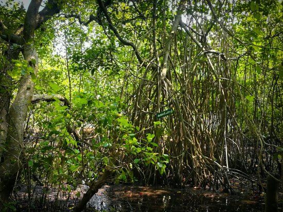 Mangalavanam Bird Sanctuary