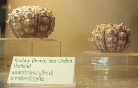 Bangkok strandskjellmuseum
