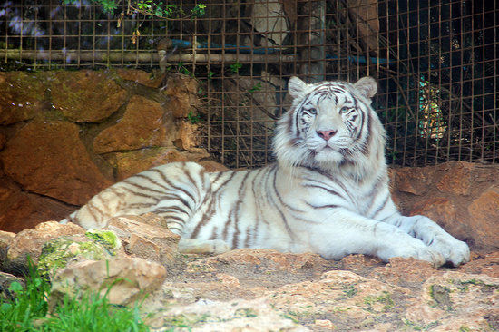 Haifa pedagogiske zoo