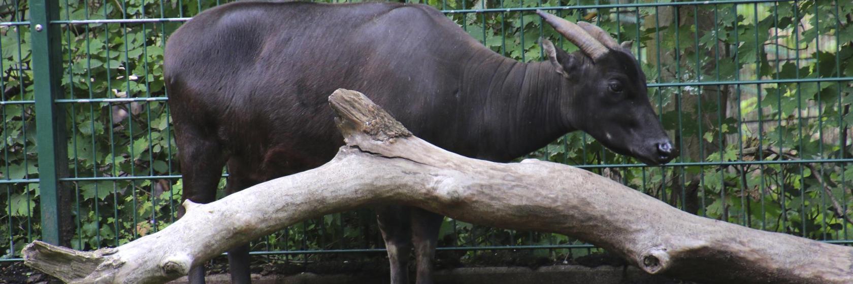 Ragunan zoologiske hage