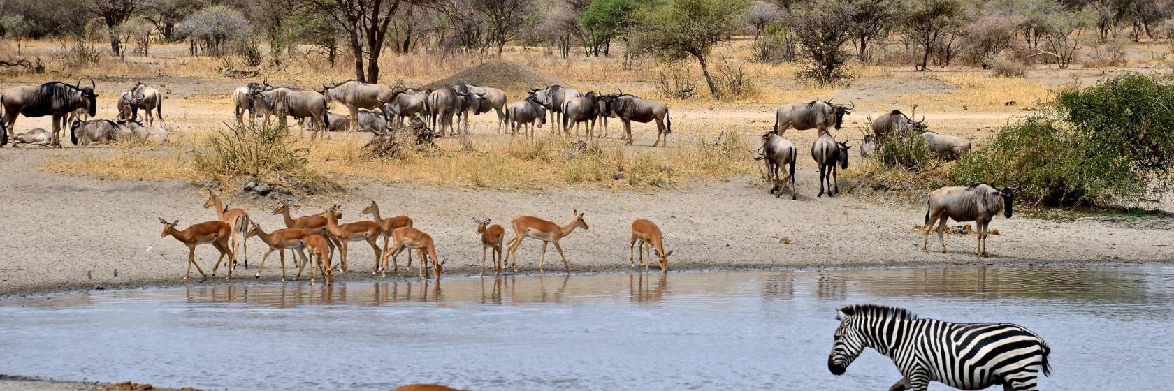 Paul Kruger nasjonalpark