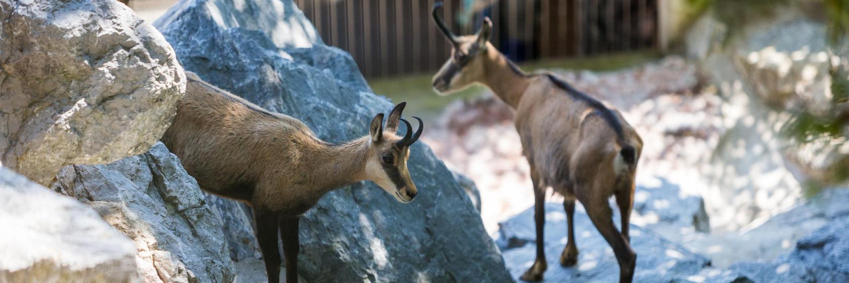 Alpine Zoo Innsbruck