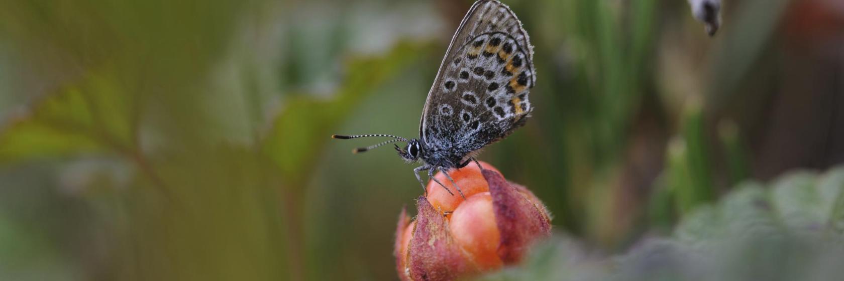 Tromsø arktisk-alpine botaniske hage