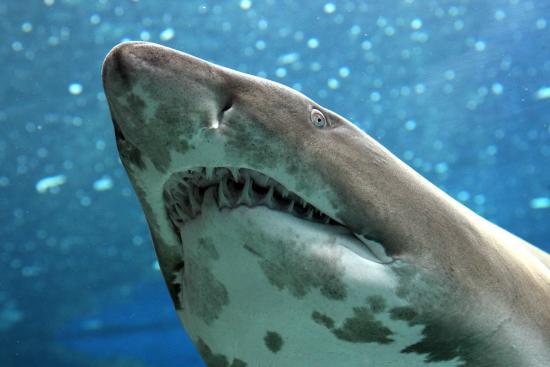 CRETAquarium Thalassókosmos