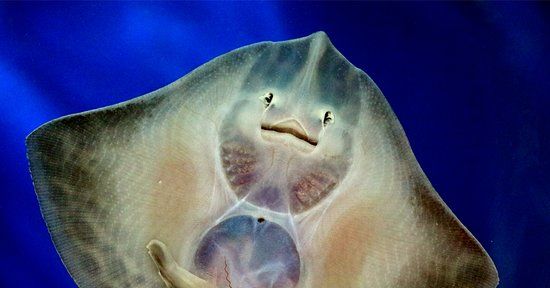 Det nasjonale akvariet i Galway