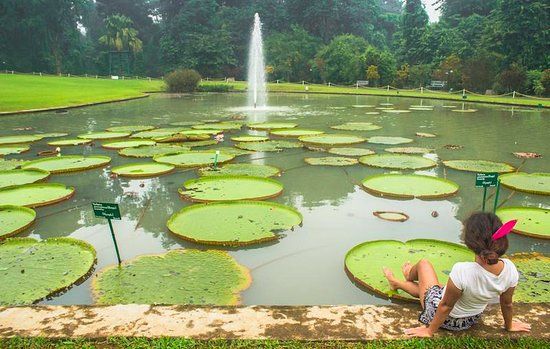 Bogor botaniske hage