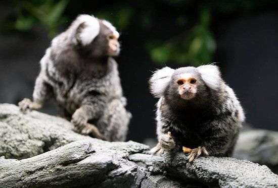 St. Andrews Aquarium