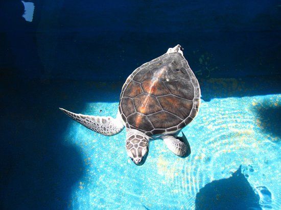 Mexico nasjonale havskilpaddesenter